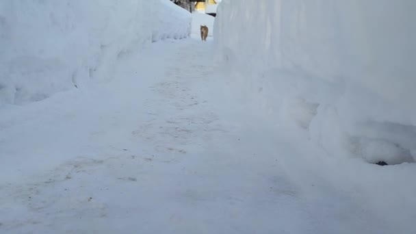 红猫穿过雪地的隧道 在花园里过冬的家畜 — 图库视频影像