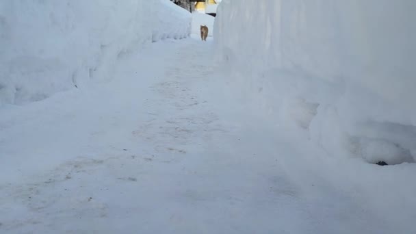 Gatto Rosso Attraversa Tunnel Innevato Animali Domestici Inverno Giardino — Video Stock