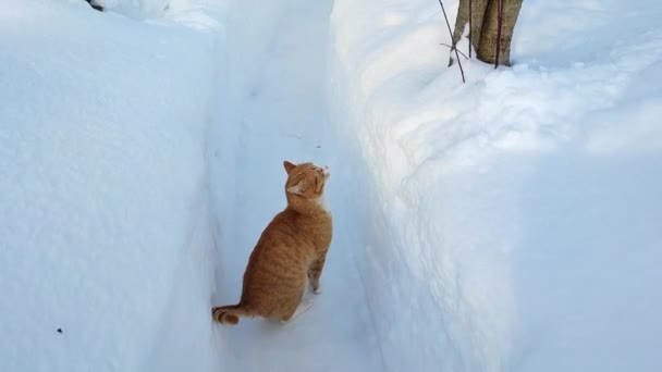 猫は冬に庭の主人と一緒に歩きます 人とのペット — ストック動画