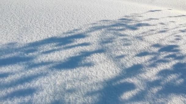 Σκιές Από Δέντρα Στο Χιόνι Στο Εξοχικό Τους — Αρχείο Βίντεο