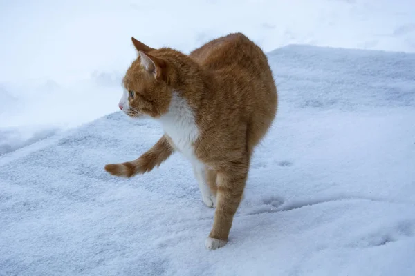 겨울의 고양이 고양이가 걷는다 — 스톡 사진