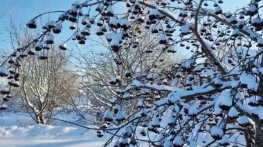 Karların altındaki Rowan çalısı. Kışın Rowan çileği. Kış donmuş dağ külleri karın altında. Karda viburnum. Bahçede kar yağışı. Güzel kış.