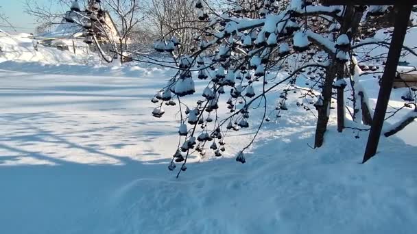 Rowan Bessen Winter Rowan Struik Onder Sneeuw Winterbevroren Bergas Onder — Stockvideo