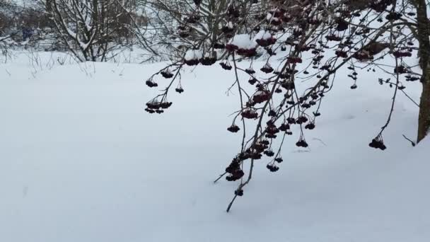 Takken Met Rowan Bessen Winter Rowan Struik Onder Sneeuw Winterbevroren — Stockvideo