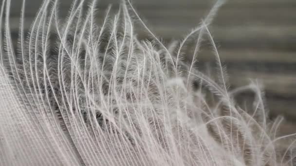 Bird Feather Close White Feather — Stock Video