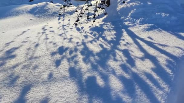 Lunga Ombra Nella Neve Giardino Inverno — Video Stock