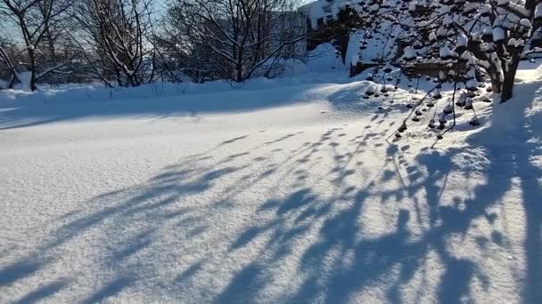 Árnyékok Hóban Téli Kert — Stock videók
