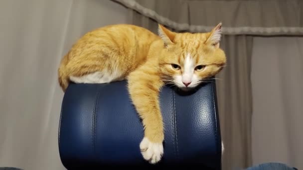 Ein Süßes Kätzchen Hängt Auf Der Rückseite Eines Computerstuhls — Stockvideo