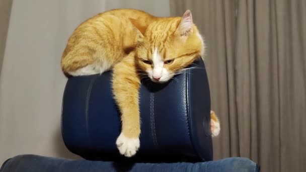 Ein Niedliches Kätzchen Schläft Auf Der Lehne Eines Stuhls Und — Stockvideo