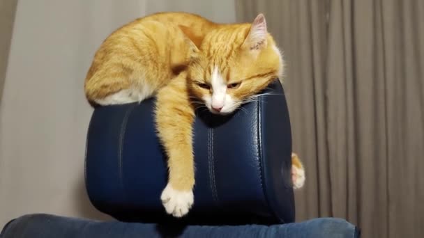 Gatinho Bonito Está Cochilando Parte Trás Uma Cadeira Pendurando Suas — Vídeo de Stock