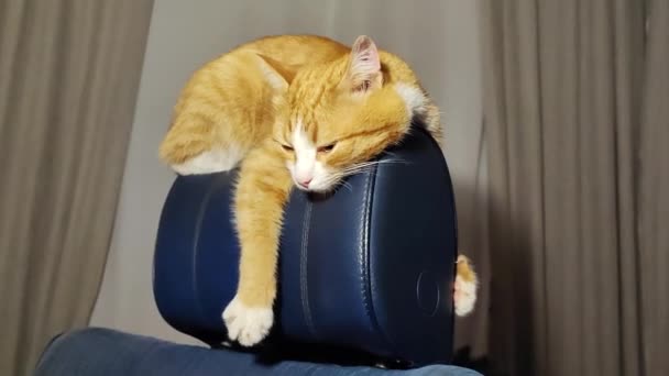 Червона Кішка Спить Спині Стільця Звисаючи Пухнасті Лапи — стокове відео