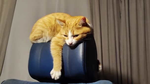 赤い猫は椅子の後ろに横たわっていて ふわふわの足を垂らしています — ストック動画