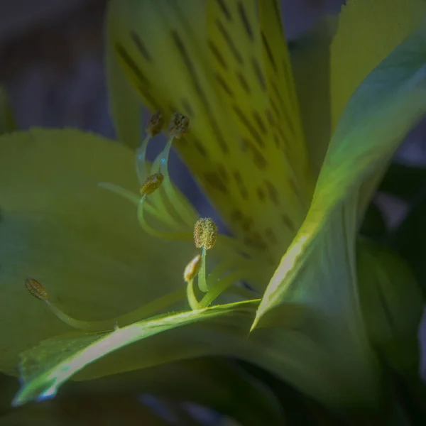 Macro Close Side View Pale Yellow Green Alstroemeria Flower Showing — Stock Photo, Image