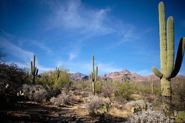 Büyük saguaro kaktüsü mavi gökyüzünü ve ince beyaz bulutları gösterir. Tucson yakınlarındaki Sabino Kanyon Dinlenme Alanı 'ndaki İkonik Arizonan çöl manzarası.