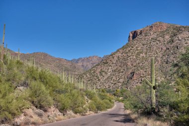 Tepeler arasında saguaro kaktüsü ve çalı bitkisiyle kaplı bir yol. Sabino Kanyonu Dinlenme Alanı, AZ