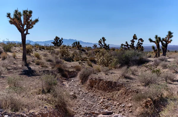 Joshua Arbres Cactus Ravines Arides Desséchées Long Joshua Tree Road — Photo