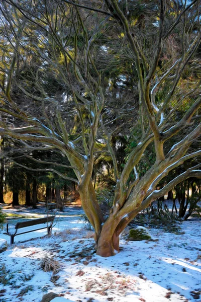 Färsk Damning Snömattor Skog Golv Ett Graciöst Träd Med Grenar — Stockfoto