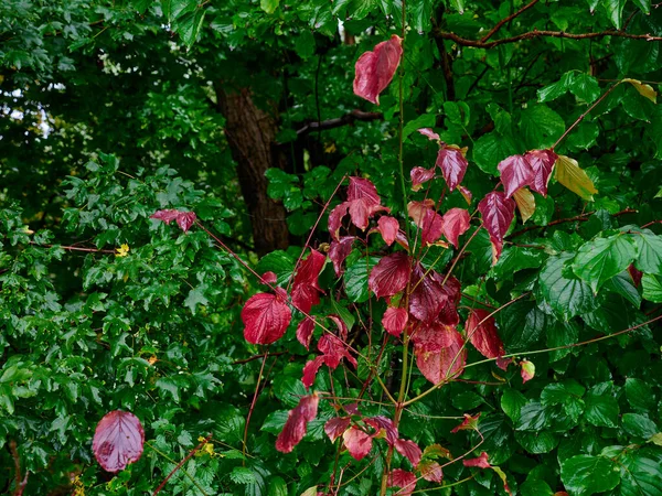 Koyu Kırmızı Yapraklar Yeşil Bir Çalılığın Önünde — Stok fotoğraf