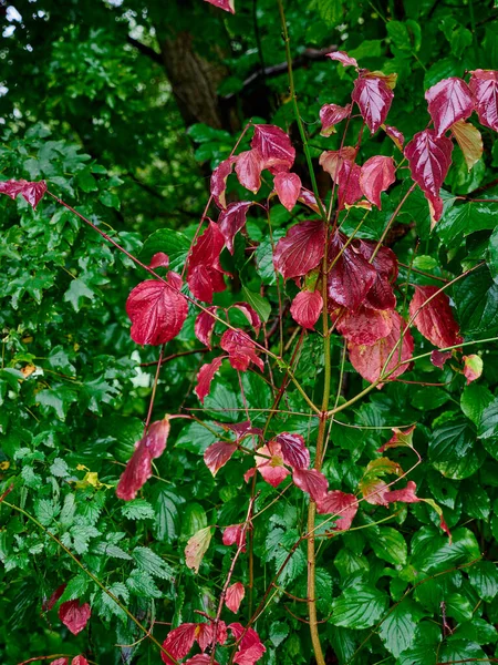 Een Donkerrode Loof Voor Een Groene Bush — Stockfoto