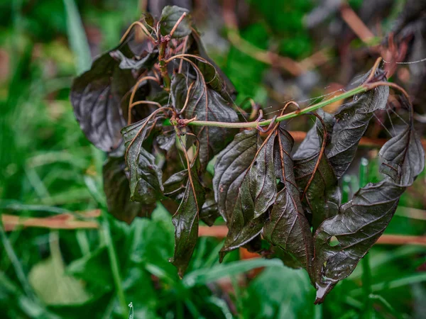 Mörkgrön Blad Framför Grön Buske Som Ruttnar — Stockfoto