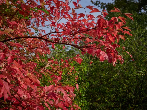 Ormandaki Ağaçta Kırmızı Bir Yaprak — Stok fotoğraf