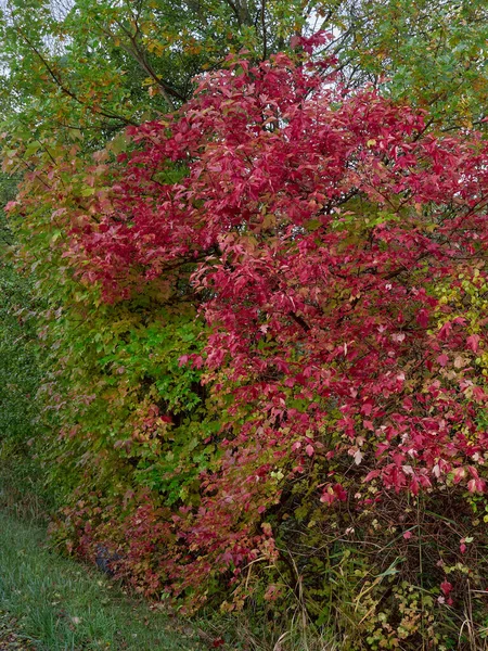 森の中の木に赤い葉 — ストック写真