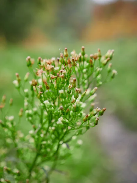 Une Plante Verte Partie Mise Point Qui Bourgeonne — Photo