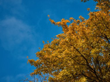 Sonbaharda ağaçtaki sarı yapraklar mavi gökyüzüyle