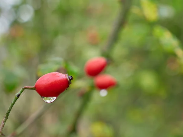 Rose Hip Morning — Stock Photo, Image