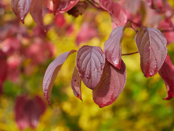 Röd Blad Med Gul Bakgrund — Stockfoto