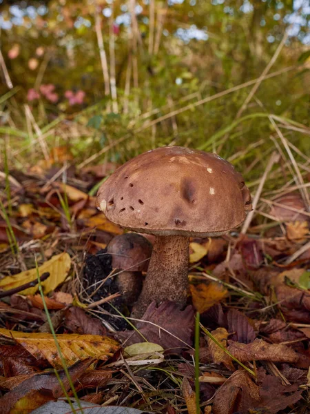 Champignon Sur Sol Forêt — Photo