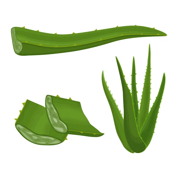 Aloe. Imagen de la planta medicinal verde aloe vera. Hojas de aloe en sección. Ilustración vectorial aislada sobre fondo blanco. Para el diseño de etiquetas para envasado de productos para el cuidado de la piel — Vector de stock