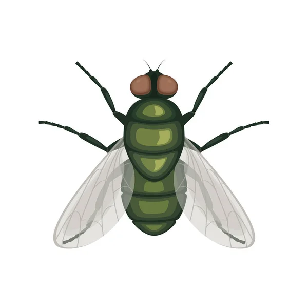 A zöld légy. Repülj rovar. Egy légy tetejére néző kép. Egy repülő rovar. Vektor illusztráció elszigetelt fehér alapon — Stock Vector