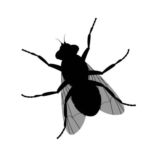 A silhueta de uma mosca. Voar vista superior. Um insecto voador. Ilustração vetorial isolada sobre fundo branco — Vetor de Stock