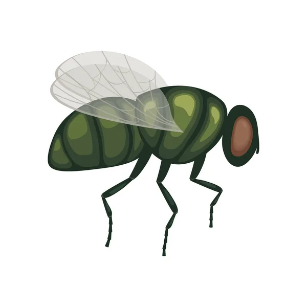 飛行中の緑のハエ飛んでいる昆虫。フライ、サイドビューのイメージ。飛んでる虫だ。白い背景に独立したベクターイラスト — ストックベクタ