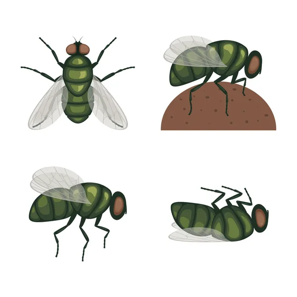 Yeşil Sinek Uçan Böcek Sinek Üst Görüntüsü Uçan Bir Böcek — Stok Vektör