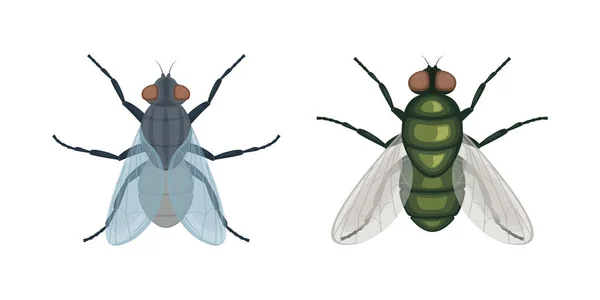 Zelená Moucha Moucha Hmyz Obrázek Pohledu Shora Mouchu Létající Hmyz — Stockový vektor