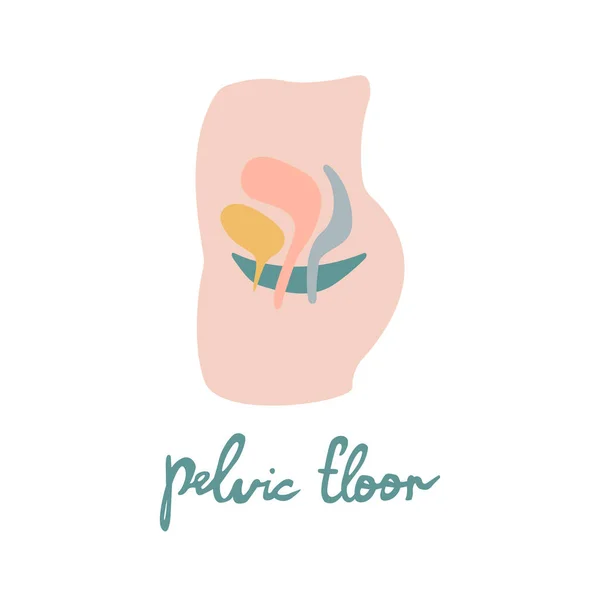 Organes Pelviens Féminins Illustration Plate Santé Reproductive Des Femmes Peut — Image vectorielle