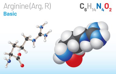 Arginine (Arg, R) amino acid molecule. (Chemical formula C6H14N4O2) it is used in the biosynthesis of proteins. Ball-and-stick model, space-filling model and skeletal formula. Layered vector illustration