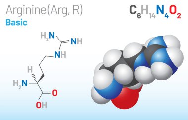 Arginine (Arg, R) amino acid molecule. (Chemical formula C6H14N4O2) it is used in the biosynthesis of proteins. Ball-and-stick model, space-filling model and skeletal formula. Layered vector illustration