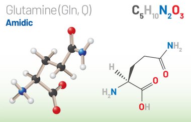Glutamine (Gln, Q) amino acid molecule. (Chemical formula C5H10N2O3) it is used in the biosynthesis of proteins. Ball-and-stick model, space-filling model and skeletal formula. Layered vector illustration