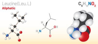 Leucine (Leu, L) amino acid molecule. (Chemical formula C6H13NO2) it is used in the biosynthesis of proteins. Ball-and-stick model, space-filling model and skeletal formula. Layered vector illustration