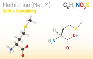 Methionine (Met, M) amino acid molecule. (Chemical formula C5H11NO2S) it is used in the biosynthesis of proteins. Ball-and-stick model, space-filling model and skeletal formula. Layered vector illustration