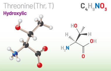 Threonine (Thr, T) amino acid molecule. (Chemical formula C4H9NO3) it is used in the biosynthesis of protein. Ball-and-stick model, space-filling model and skeletal formula. Layered vector illustration