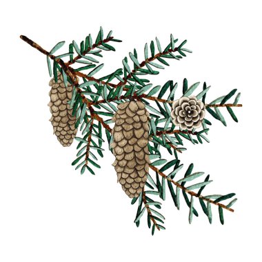 Suluboya Noel kış buketi düzenlemesi köknar dalları, yeşil yapraklar, çam kozalakları