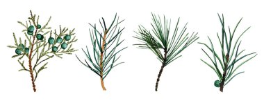 Beyaz arka planda izole edilmiş suluboya köknar dalları. Kış Noel ağacı yeşili çizimi