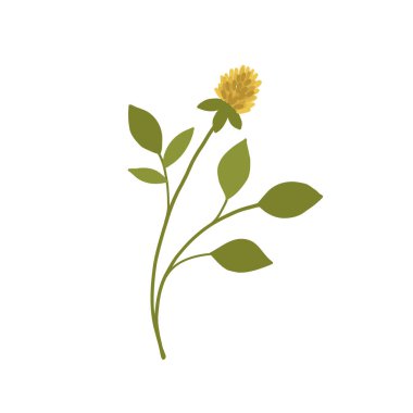 Beyaz arka planda izole edilmiş soyut sarı kır çiçeği