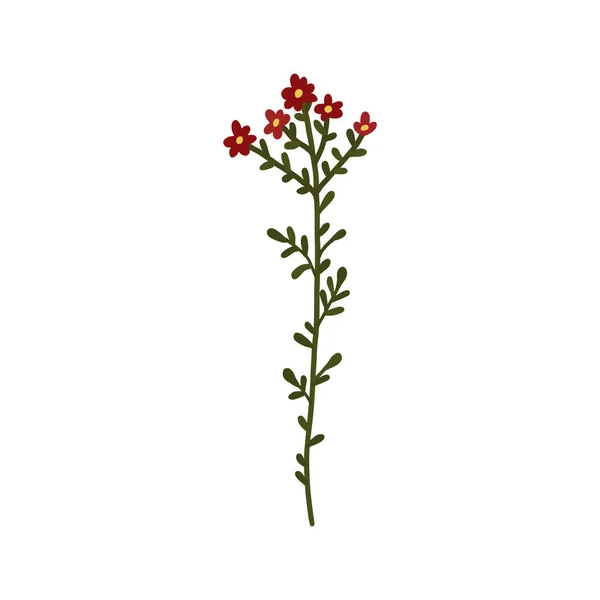 Αφηρημένο κόκκινο αγριολούλουδο απομονωμένο σε λευκό φόντο — Διανυσματικό Αρχείο