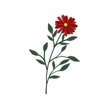 Beyaz arka planda soyut kırmızı kır çiçeği. Yabani çiçek bitkisi bitkisi. Çayır ve tarla bitkisi. Narin bahar çiçeği çizimi düz çizilmiş 