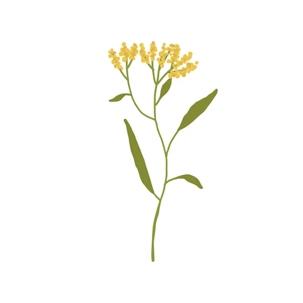 Absztrakt sárga vadvirág elszigetelt fehér háttér — Stock Vector